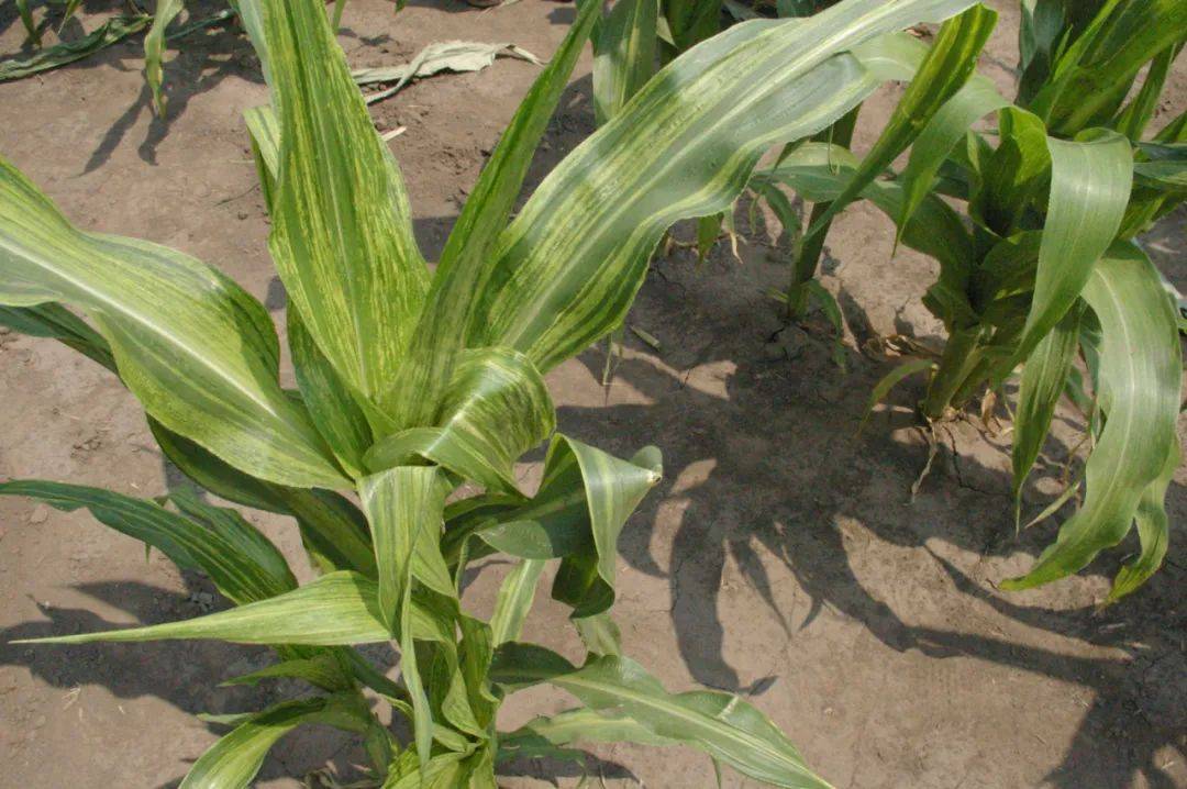 病虫害科普丨玉米矮花叶病的危害与防治