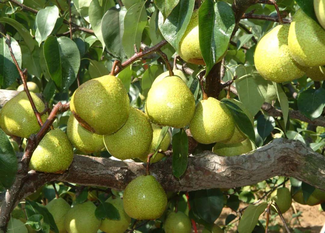 莱阳梨 莱阳梨,为山东梨类传统名贵品种,为莱阳特产,亦称茌梨,与新疆
