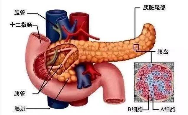 完成多个吻合,包括胰腺空肠吻合(胰肠吻合),胆管-空肠吻合(胆肠吻合)