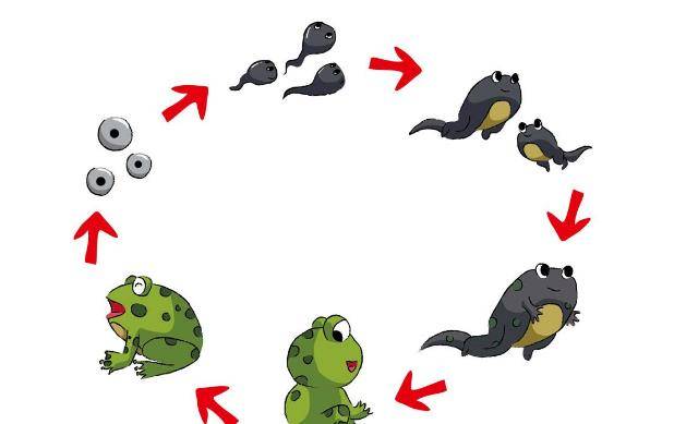 小学生画蝌蚪变青蛙走红进化过程太新奇老师看后满脸问号
