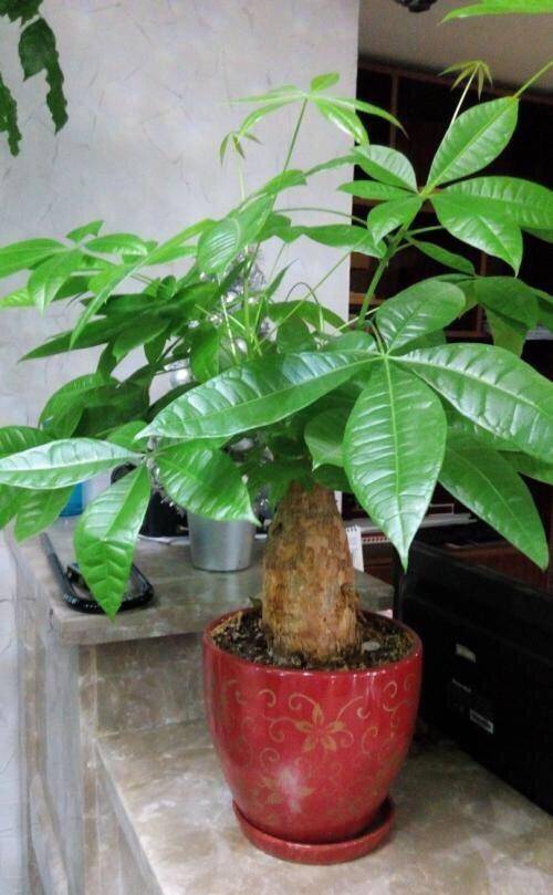 原创发财树黄叶怎么办?注意"4点,叶片翠绿,茎干粗壮,萌发新叶