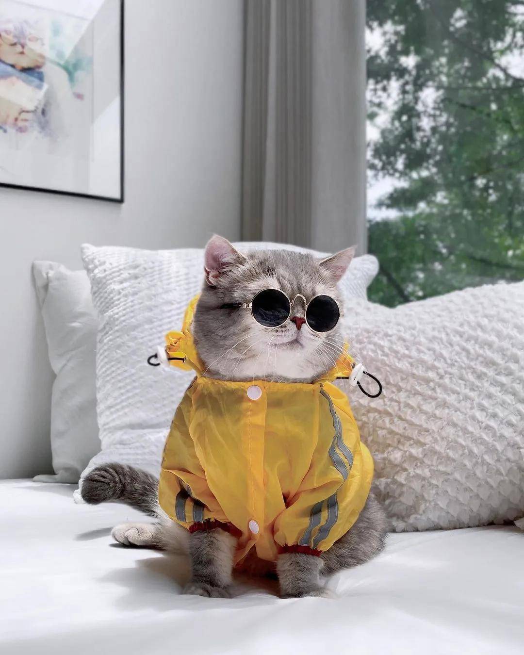 最潮最火的猫咪甜美与帅气的时尚穿搭绝对是整条街最靓的仔