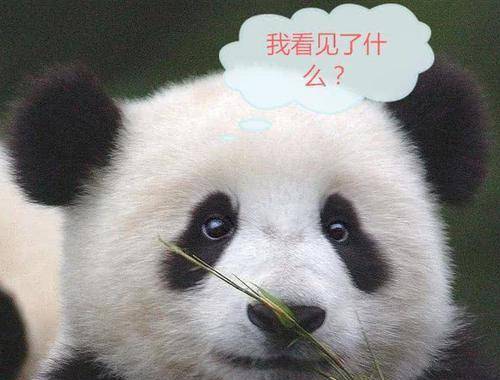 铲屎官带着熊猫遛弯赶紧买只熊猫出门炫耀常带