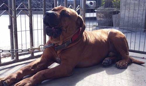 单挑实力世界前六的猛犬藏獒比特犬都不在榜单
