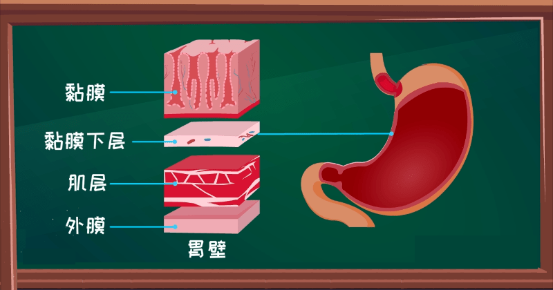 切开豌豆荚,也就是胃壁,从里到外分了四层: 黏膜,黏膜下层,肌层和