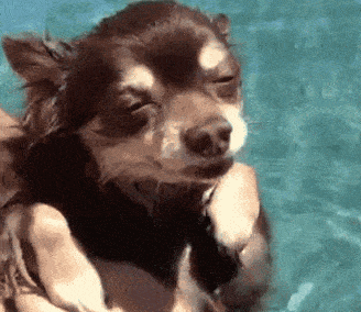 狗主人就常常带狗狗去小河边遛弯,遛弯结束时再带狗子来小河边美美的