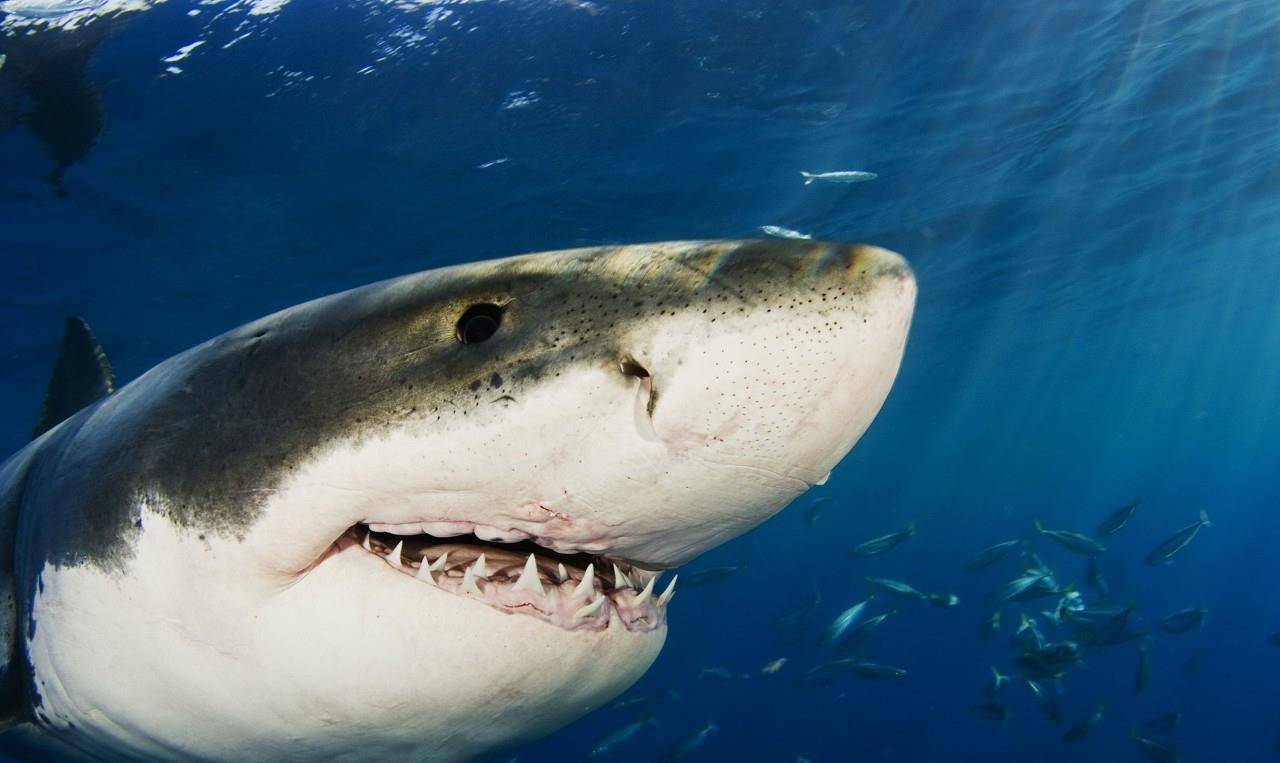 世界上牙齿最多的动物不是鲨鱼