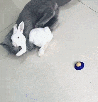 兔子:这是啥,咋这么好吃!比胡萝卜好吃多了.