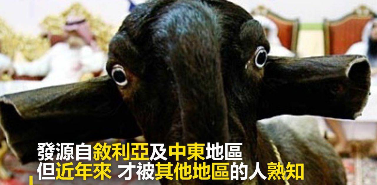 但这只羊并非基因突变的怪物,它是大马士革山羊(damascus goat)