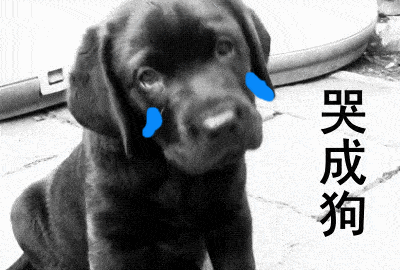 原创人们说话时动不动就什么成狗,什么跟狗一样,汪星人表示很生气