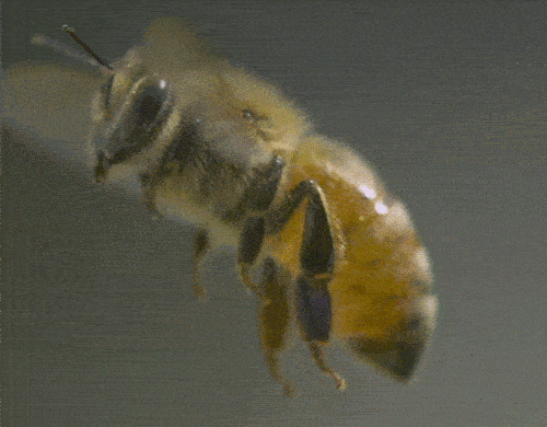 蜜蜂不用遵守空气动力学?翅膀那么小,它们是怎么飞上天的?