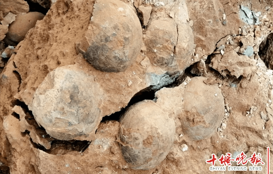 重磅十堰一地发现大量恐龙蛋化石现场画面刚刚传回