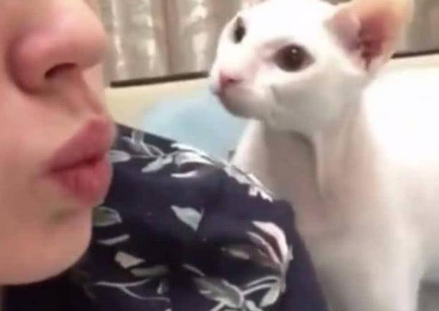 主人噘嘴向猫咪索吻,下一秒猫咪一巴掌呼了上去:就你也配?_嘴巴
