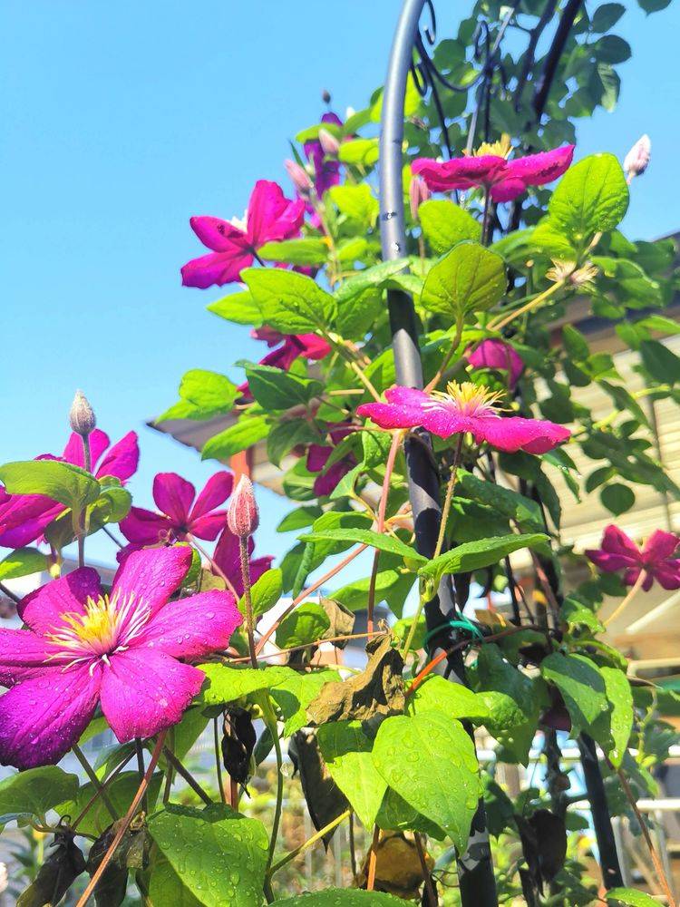 铁线莲里昂村庄的花海