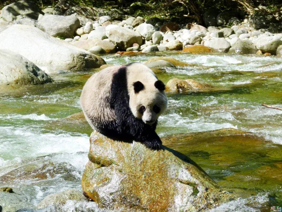 世界遗产在中国 四川大熊猫栖息地