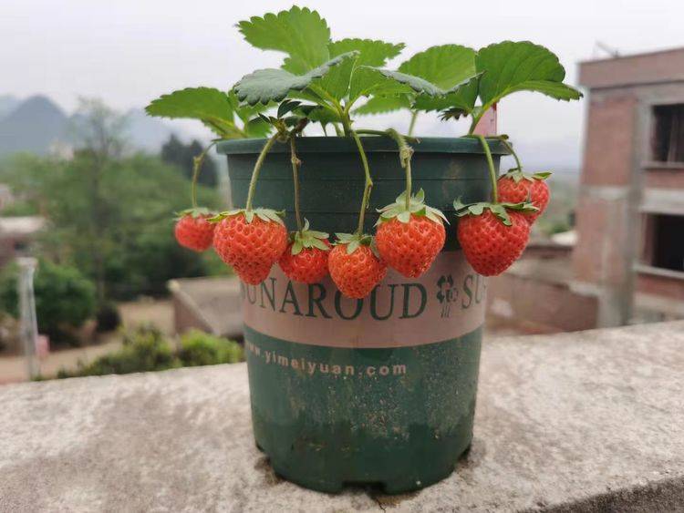 草莓盆栽和其他的花卉植物也是一样的,温度太高或是温度太低都会生长