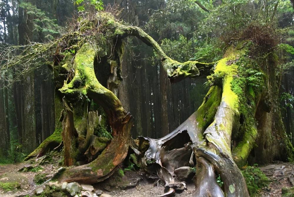 中国十大名树排行榜 迎客松上榜,第一有5000年历史了
