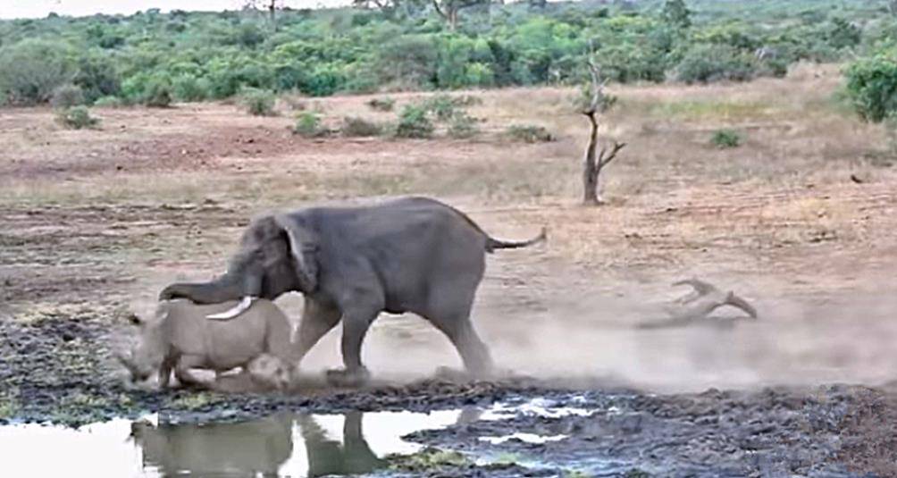 原创大象和犀牛抢夺水塘,战斗不到3分钟,犀牛落荒而逃