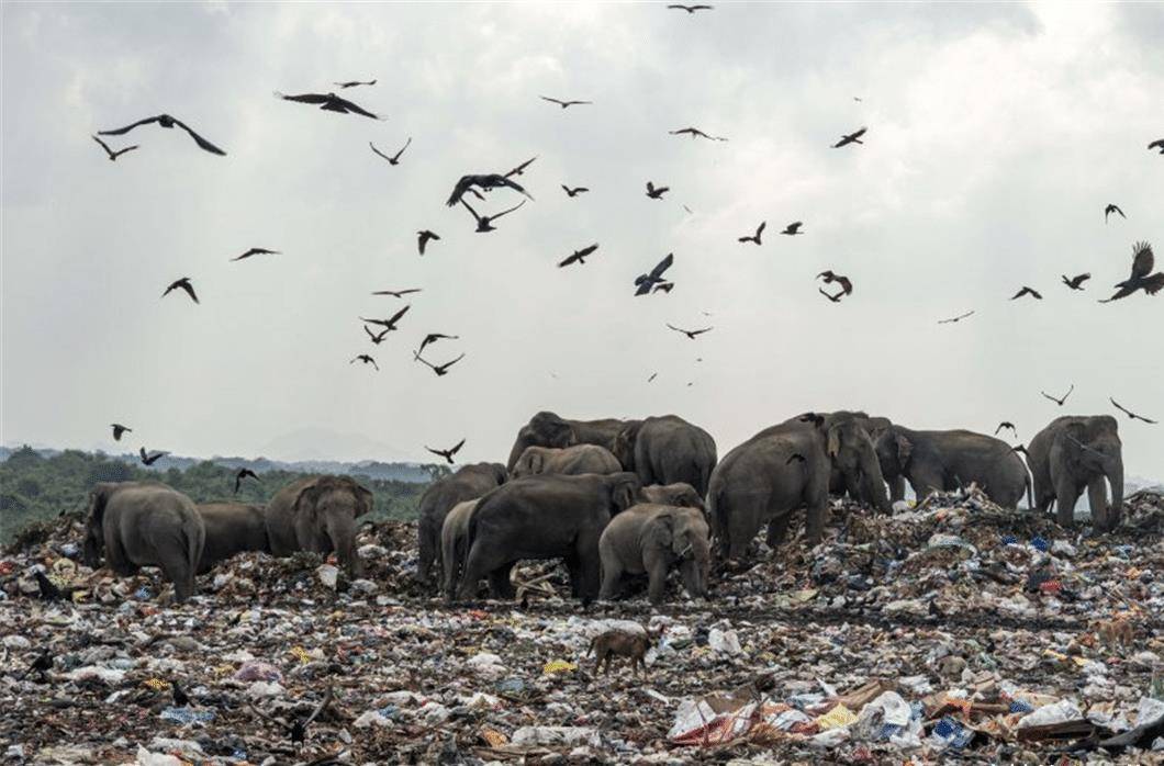 原创野象不吃植物吃垃圾,把塑料当作食物,心碎的是人类