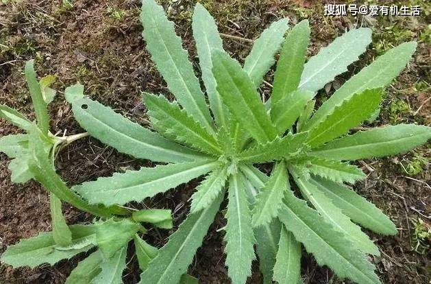 农民在田间劳作时碰破了皮用这个野菜叶揉碎按在伤口上可以止血