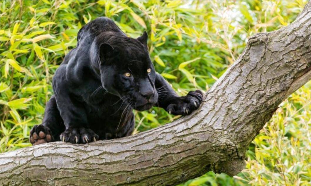 原创豹子为什么要黑化非洲黑豹照片的出现使争论升级