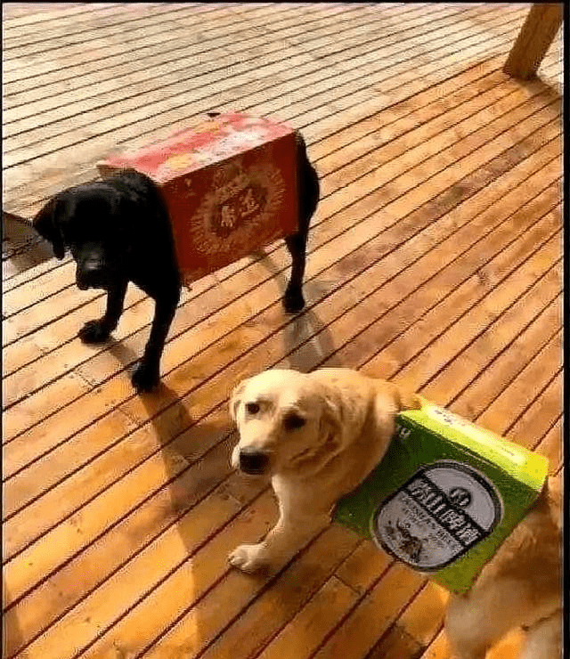 搞笑图片:我虽然不是人,但你是真的狗
