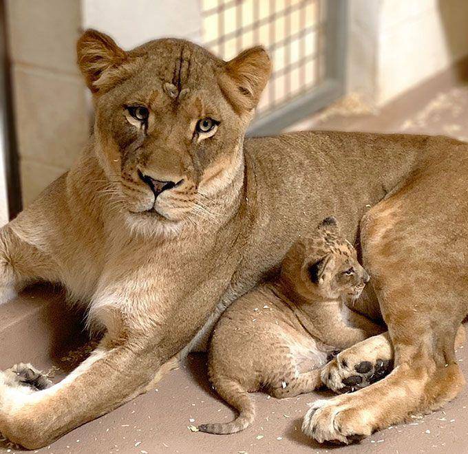 原创小狮子出生不久,雄狮第一次见到幼崽,这反应有点小温馨
