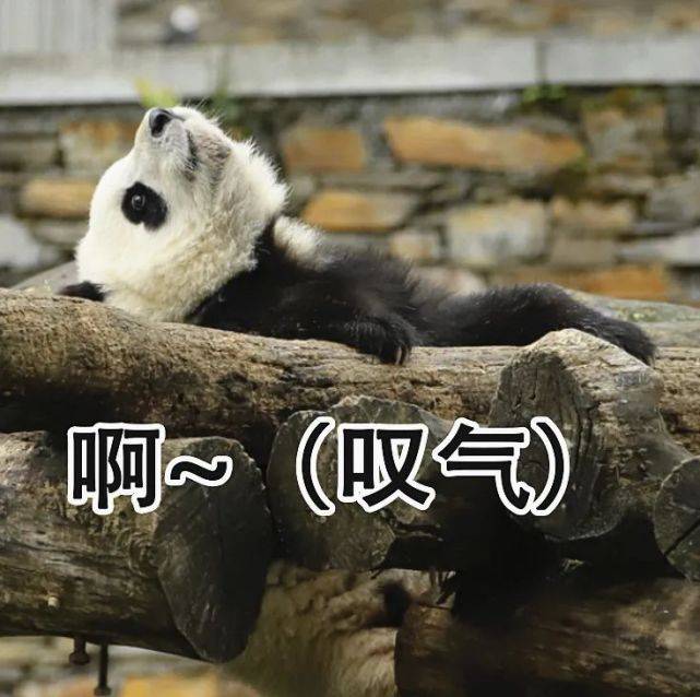 超萌儿童节专属熊猫表情包速来拿图