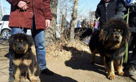 现在狗市上的蒙古獒犬多是杂交犬的后代蒙古獒犬的保护bankhar是为数