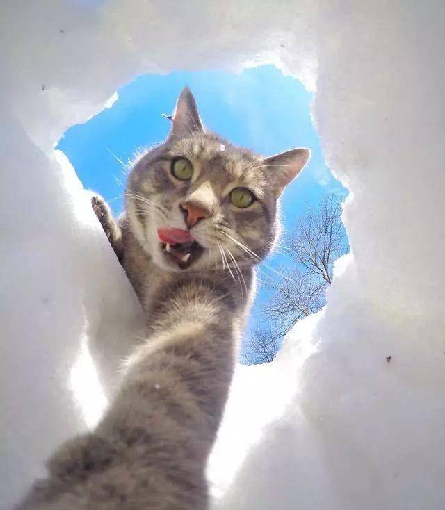 这只猫咪的自拍照火了!你的拍照技术可能还没它厉害哟