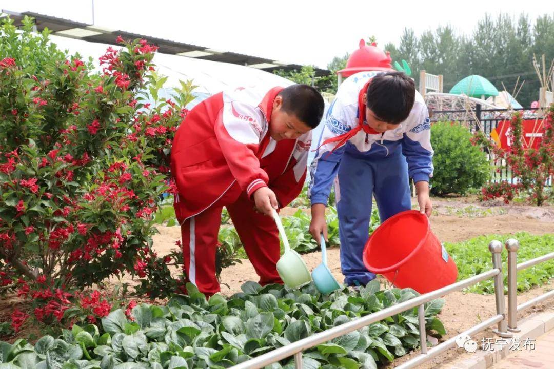 抚宁校园农场学生们自己种的特供菜