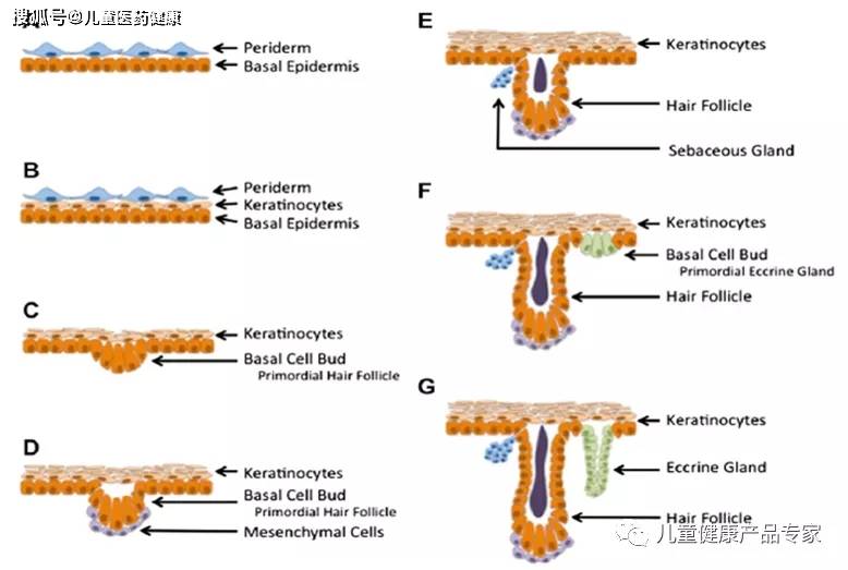 02 胎儿皮肤发育结构图01 皮肤的解剖结构