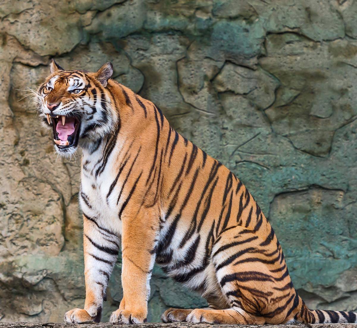 原创一男子在私人动物园被老虎咬,在越南养老虎当宠物竟然合法?