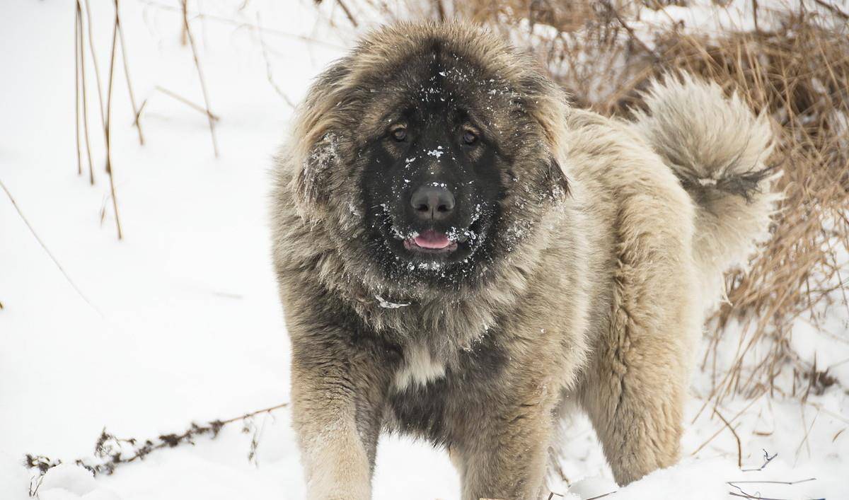 全球众多国家都禁止饲养的10类犬种,你了解多少?