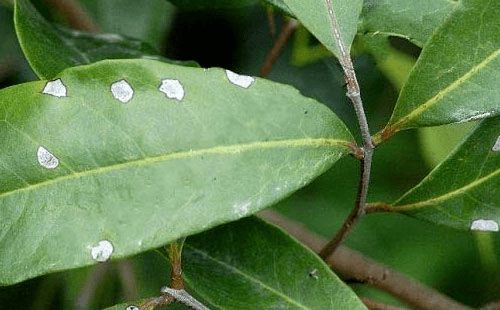 夏季高温多雨,对果树来说,容易诱发不同的病害,荔枝在高温潮湿的天气