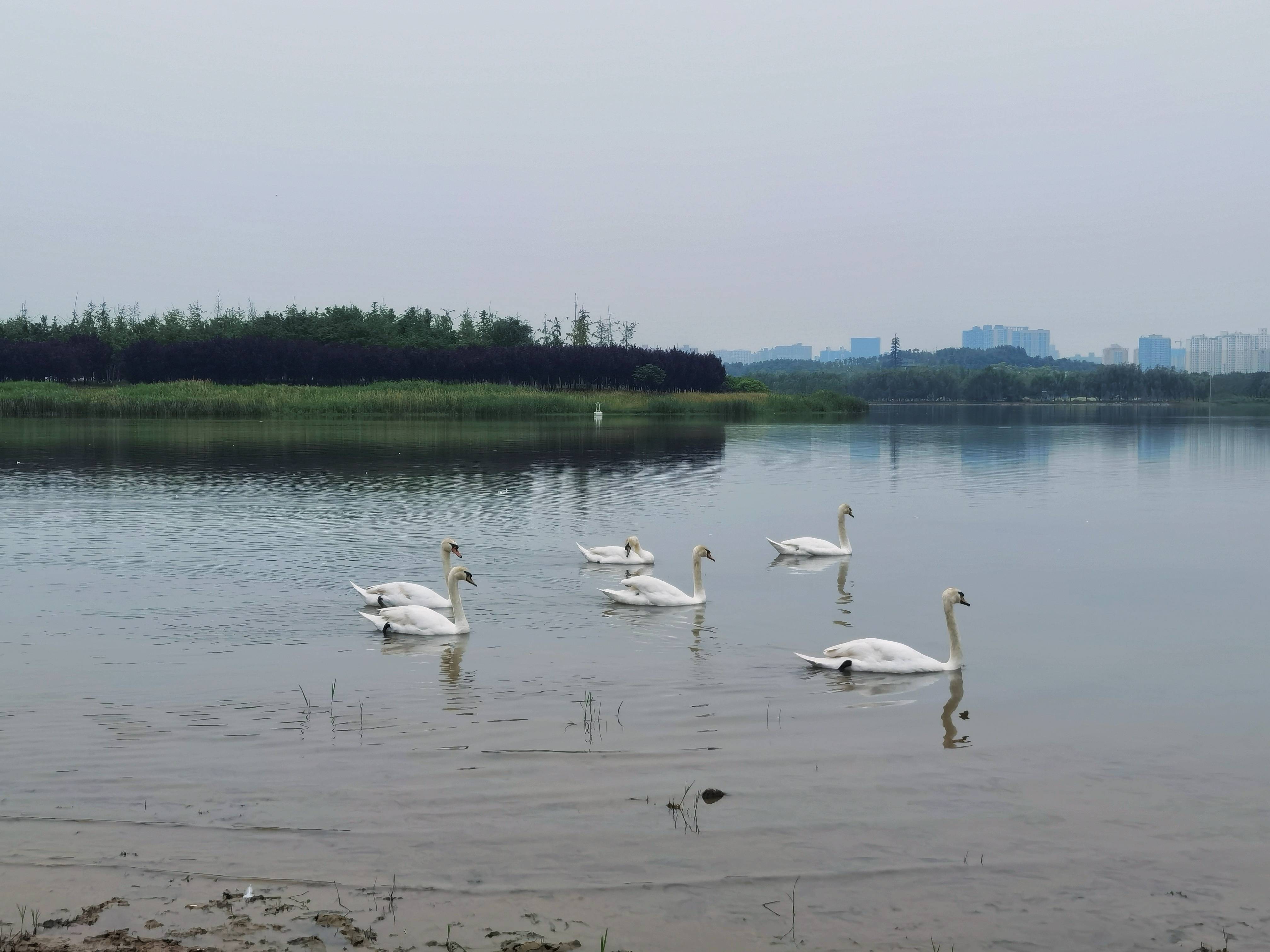 河南郑州龙湖湿地公园里有群美丽的白天鹅风姿