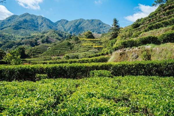 潮安的棋盘樱花茶园感受茶香与绿意