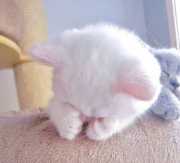 小奶狗vs小奶猫:没有最萌,只有更萌,这才是真正的小可爱