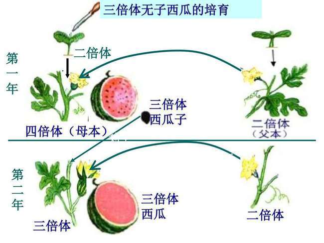 的小龙虾进行了杂交,而在杂交过程中偶然出现了一只三倍体的小龙虾