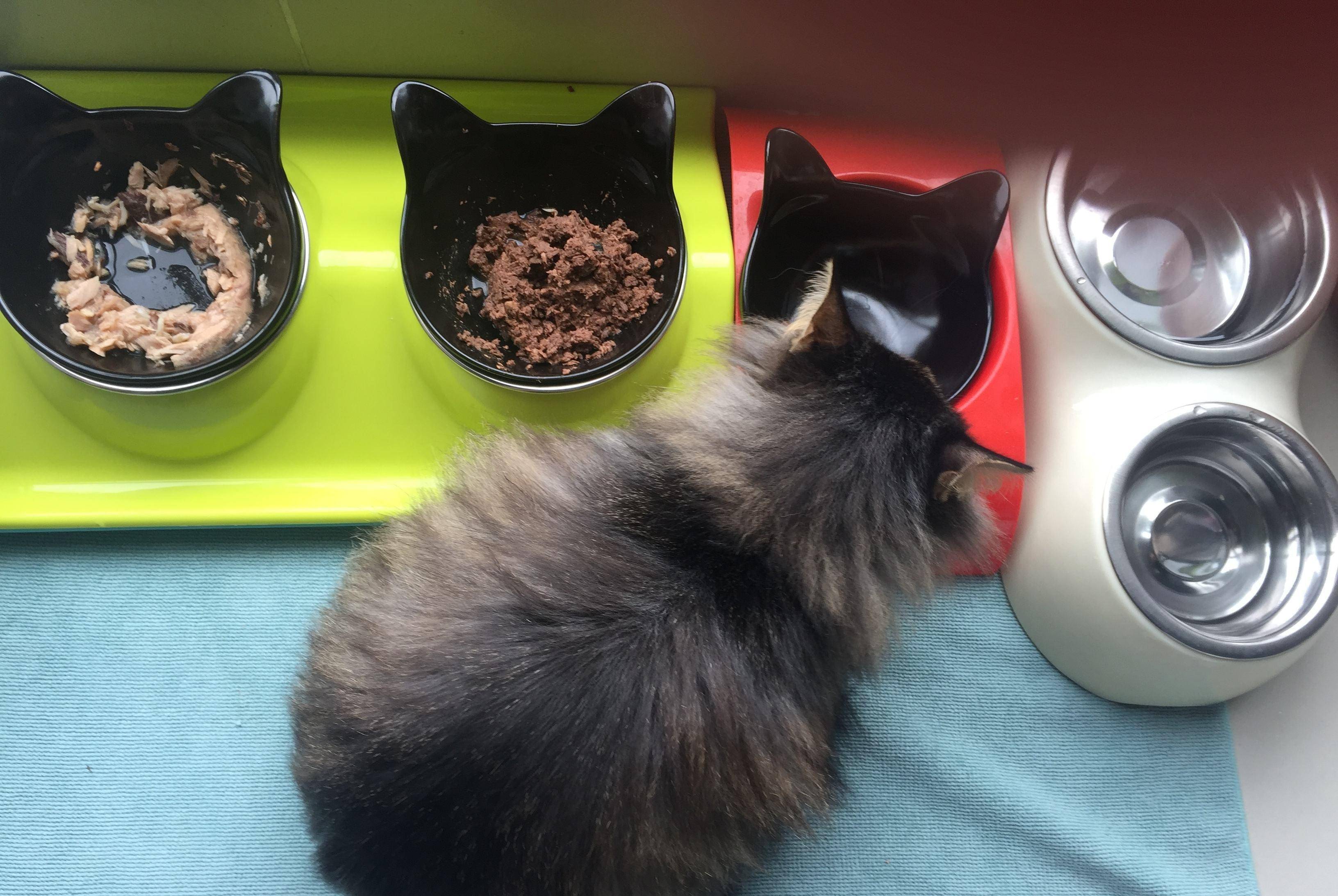 猫咪过年怎么办?来看看最适合你家猫咪的过年攻略!
