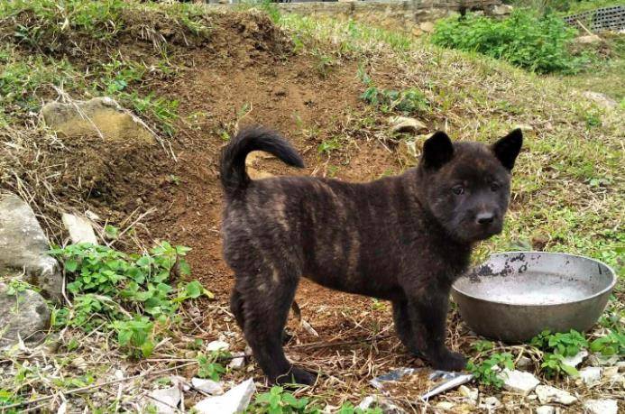 农村小哥1000元喜获田园犬带回家,邻居称赞是只本土珍稀犬!