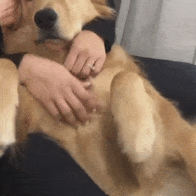 大概是这样子的~一般在主人梳毛或撸狗时会触发.