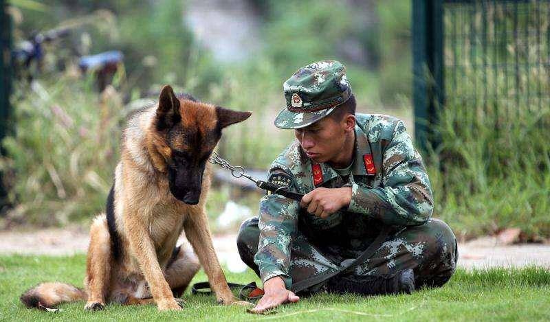 国内热门警犬别忘了我们中国犬的骄傲昆明犬