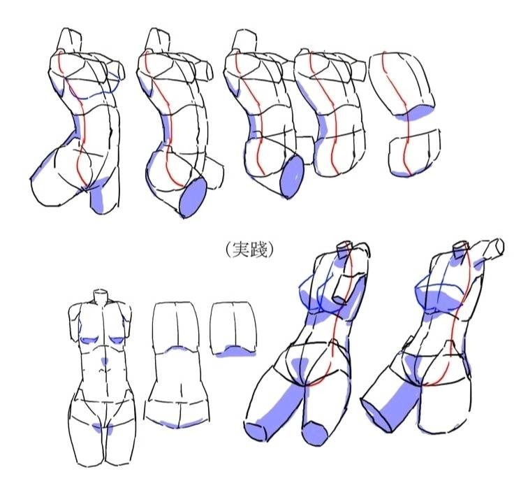 【素材】人体结构透视参考