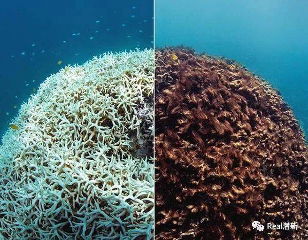大海污染前后的珊瑚对比图
