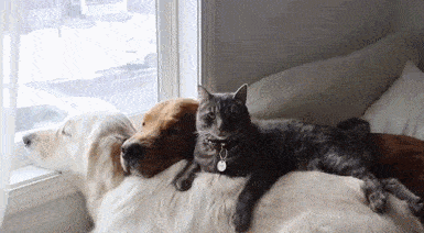 猫咪:叫你过来,你不过来,非要我过来打你,你说你四不四傻 狗子:我