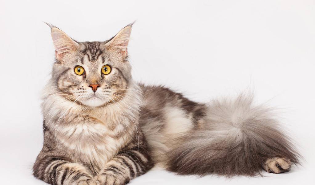 缅因猫体格强壮,被毛厚密,长像与西伯利亚森林猫相似,但无血缘关系,在