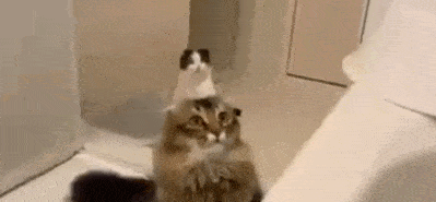 折耳猫在以前也特别火,不过在折耳猫软萌可爱的背后却有着治不好的