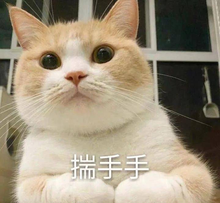 一组温暖治愈的猫咪揣手手图片:猫咪们可真是太"心机"