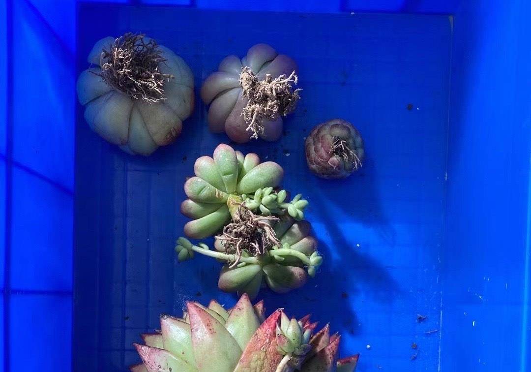 送给朋友的多肉香奈儿,已经开始变红了,而且也出现了淡淡的香味